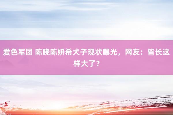 爱色军团 陈晓陈妍希犬子现状曝光，网友：皆长这样大了？